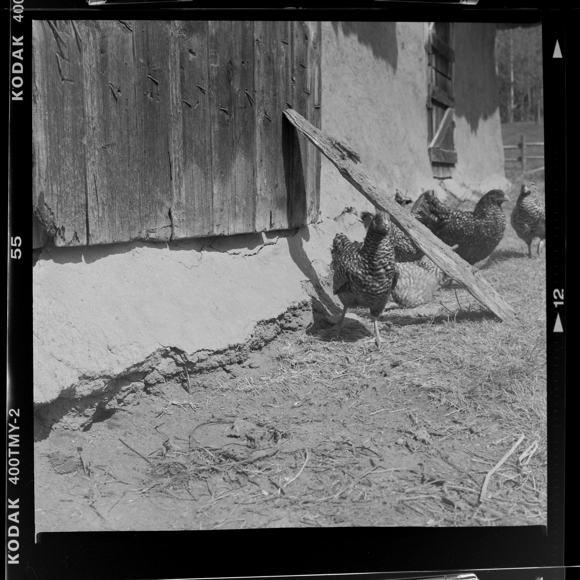Barred Rock Chicken Coop