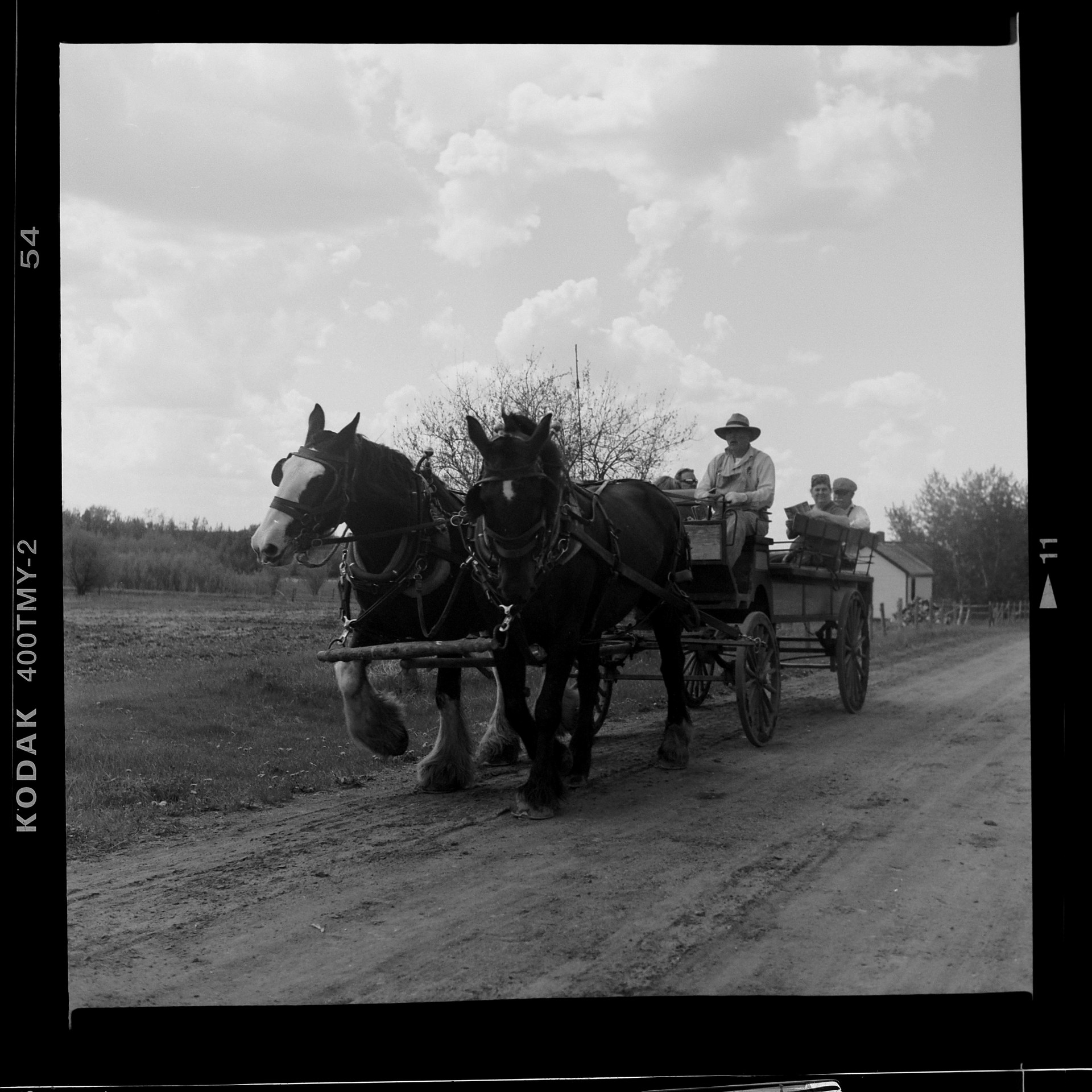 Clydesdale Horse Drawn Wagon