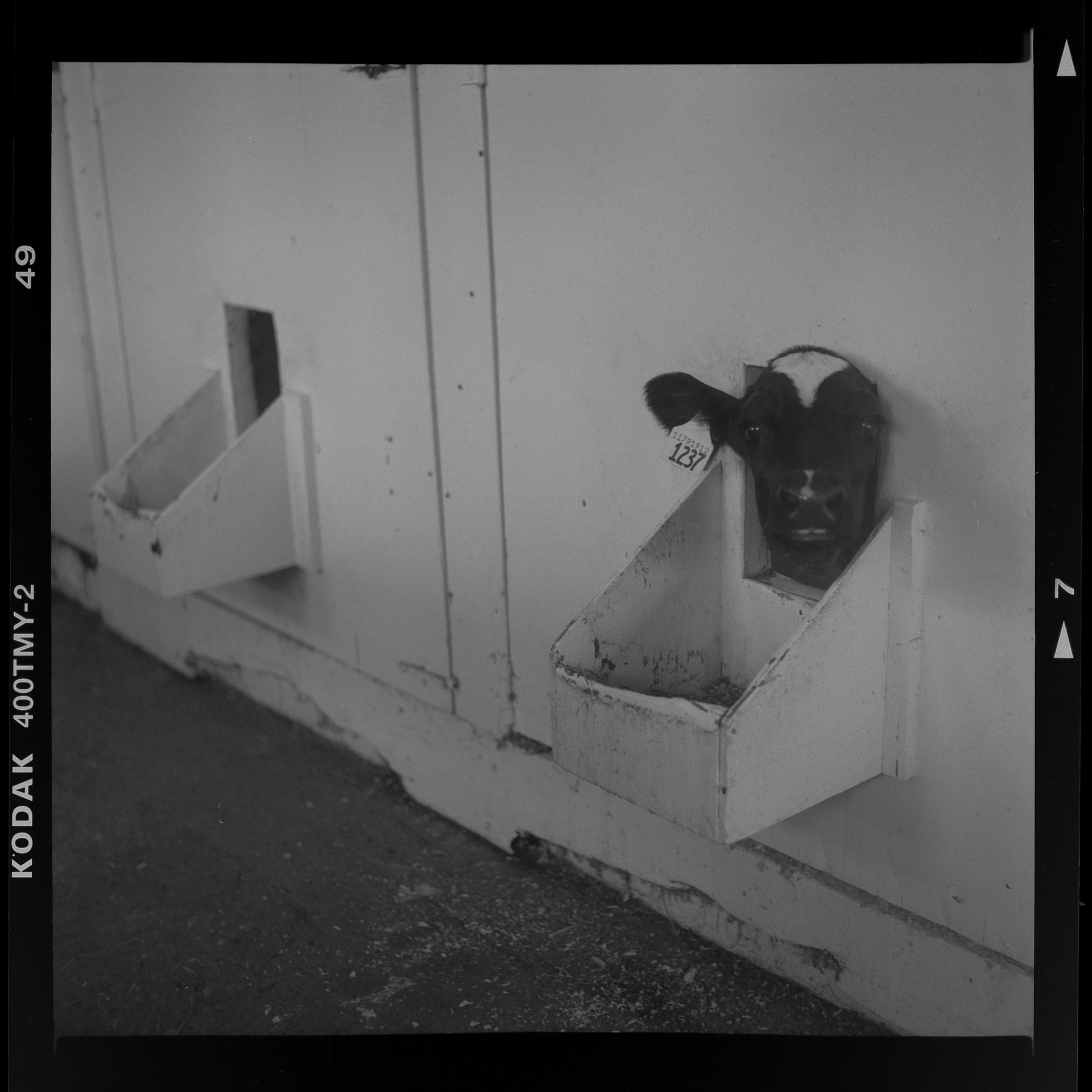 Holstein Dairy Cow