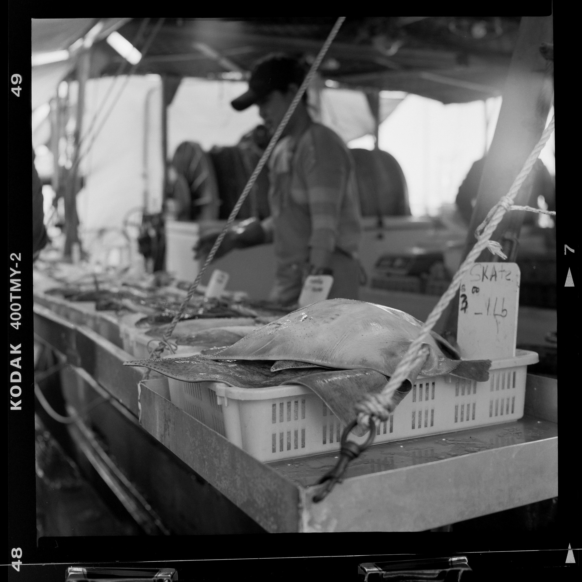 Skate Fish Market